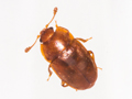 Epuraea aestiva